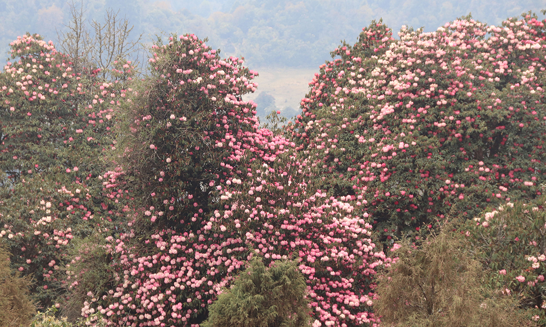 ढकमक्क लालीगुँरास